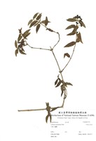 藏品(阿里山忍冬)的圖片